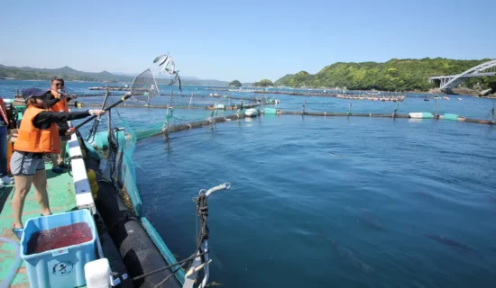 まぐろの養殖体験